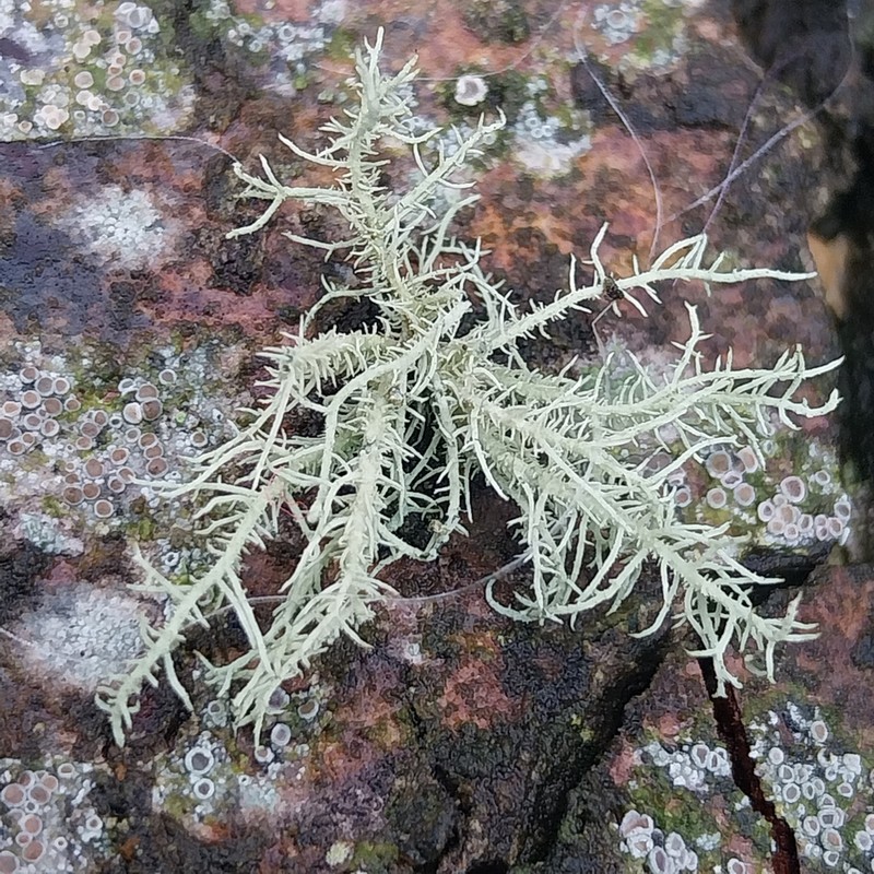 Beard Lichen photo 2