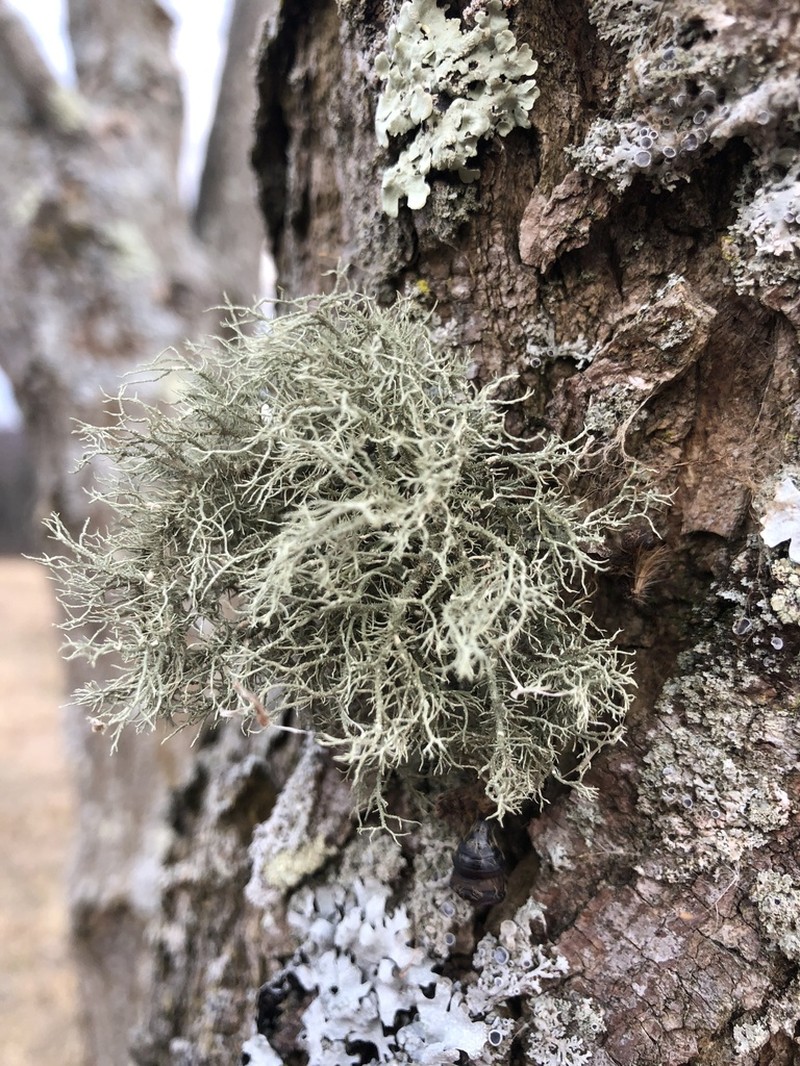 Beard Lichen photo 3