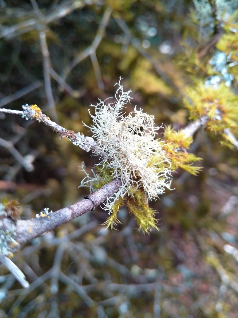 Beard Lichen photo 4