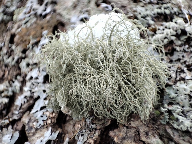 Beard Lichen photo 5