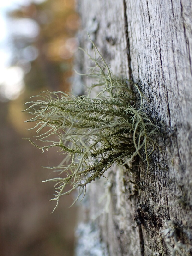Beard Lichen photo 6