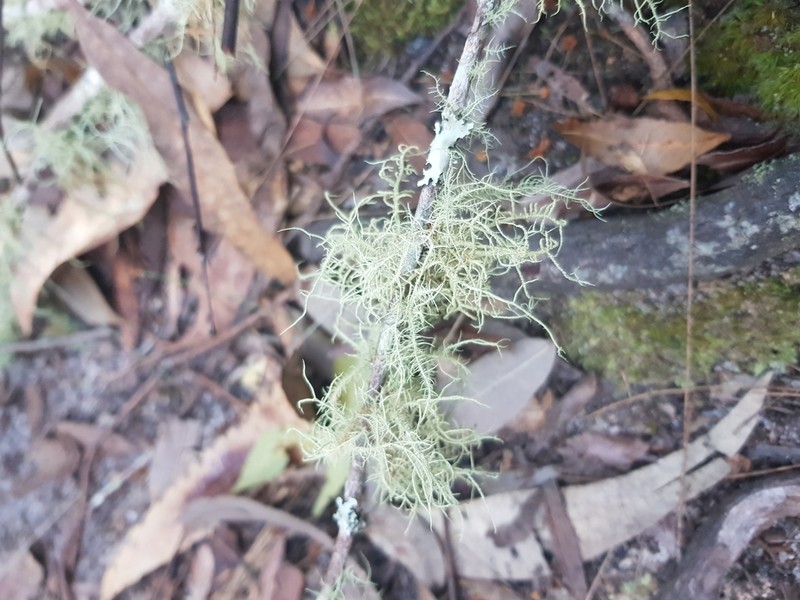 Beard Lichen photo 7