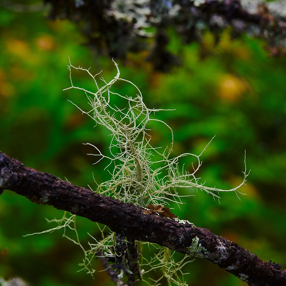 Lapland Beard Lichen