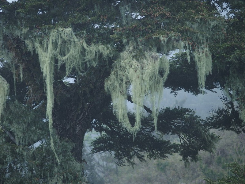 Beard Lichen photo 4