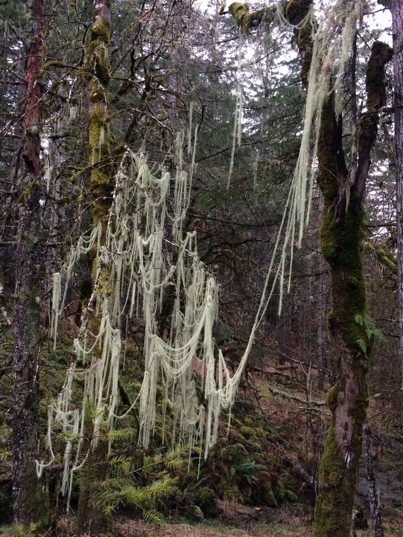 Beard Lichen photo 5