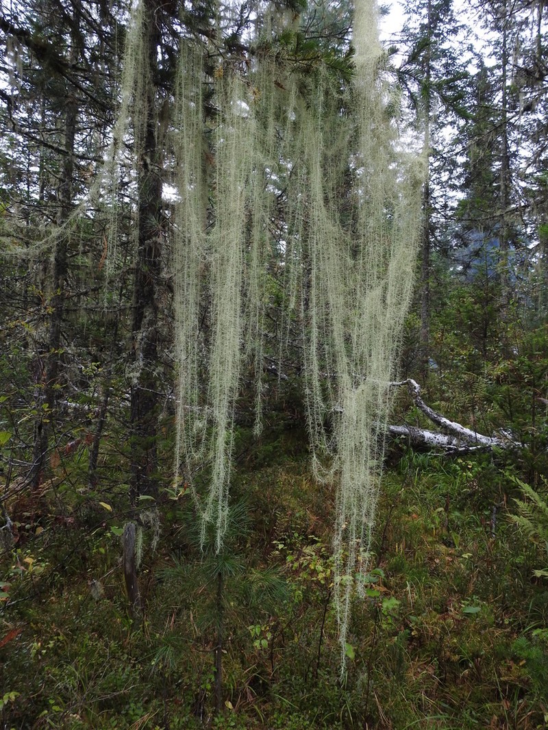 Beard Lichen photo 6