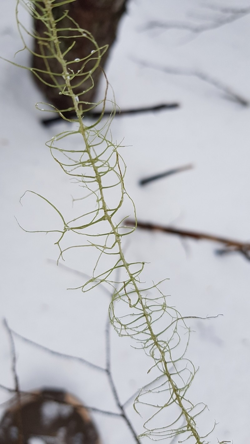 Beard Lichen photo 7