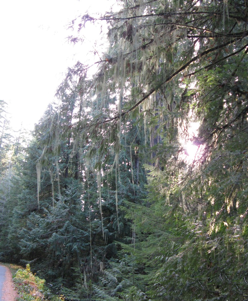 Beard Lichen photo 5