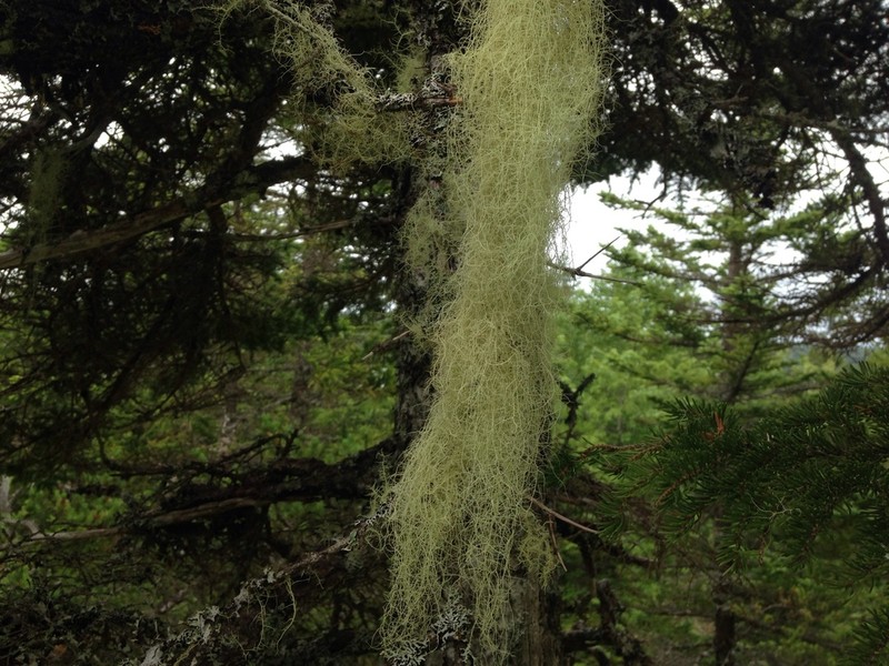 Merrill's Beard Lichen
