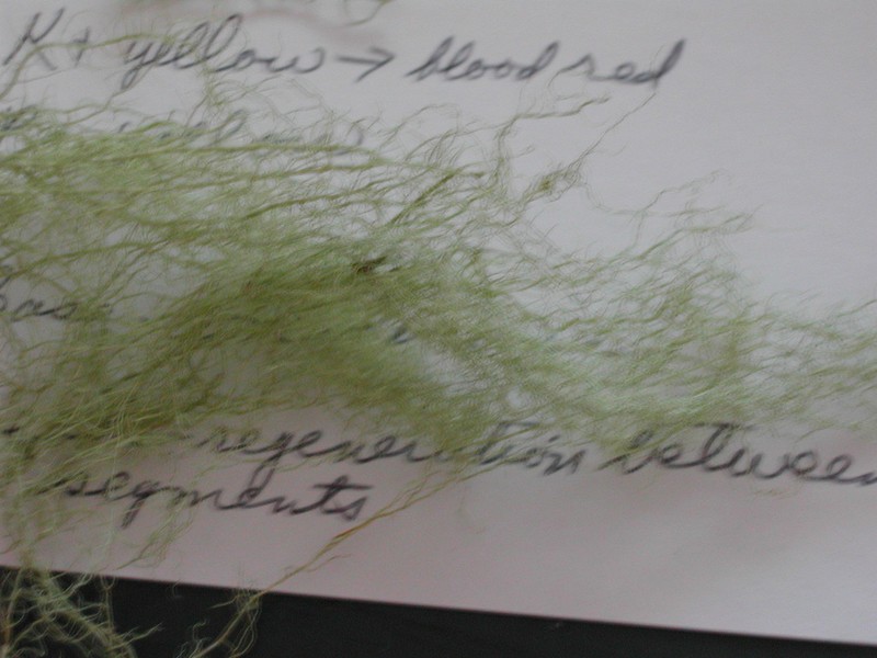 Merrill's Beard Lichen photo 2