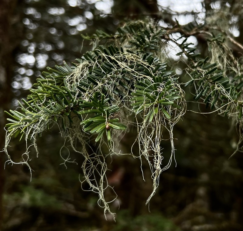 Merrill's Beard Lichen photo 3