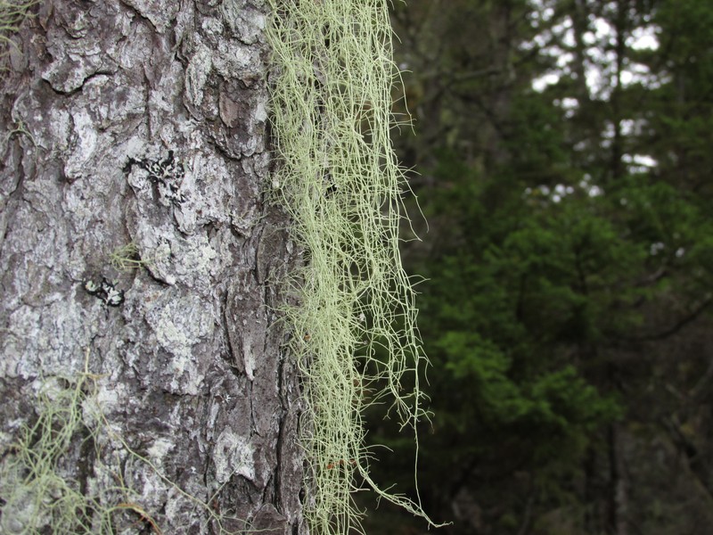 Merrill's Beard Lichen photo 6
