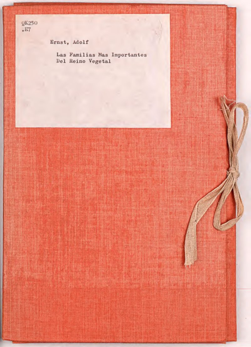 Michaux's Beard Lichen