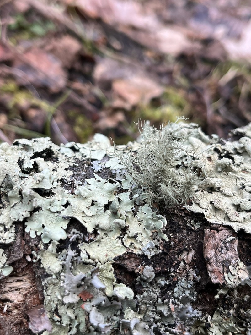Beard Lichen photo 2