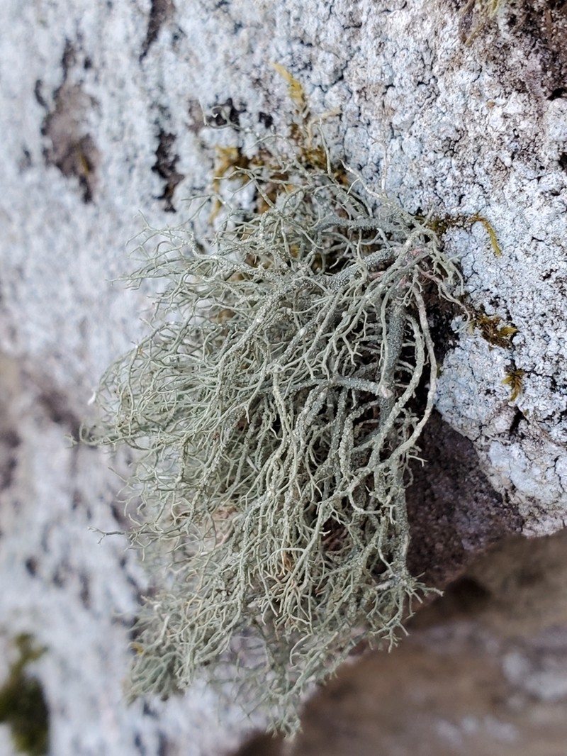 Beard Lichen photo 3