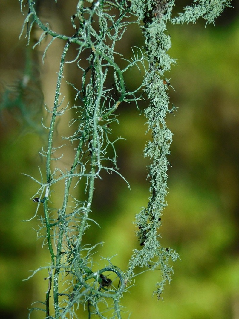 Beard Lichen photo 4