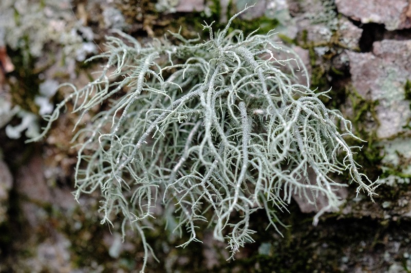 Beard Lichen photo 5