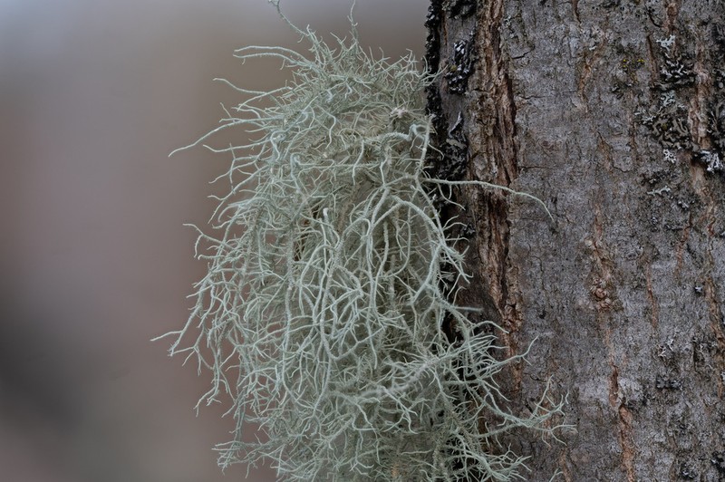 Beard Lichen photo 6