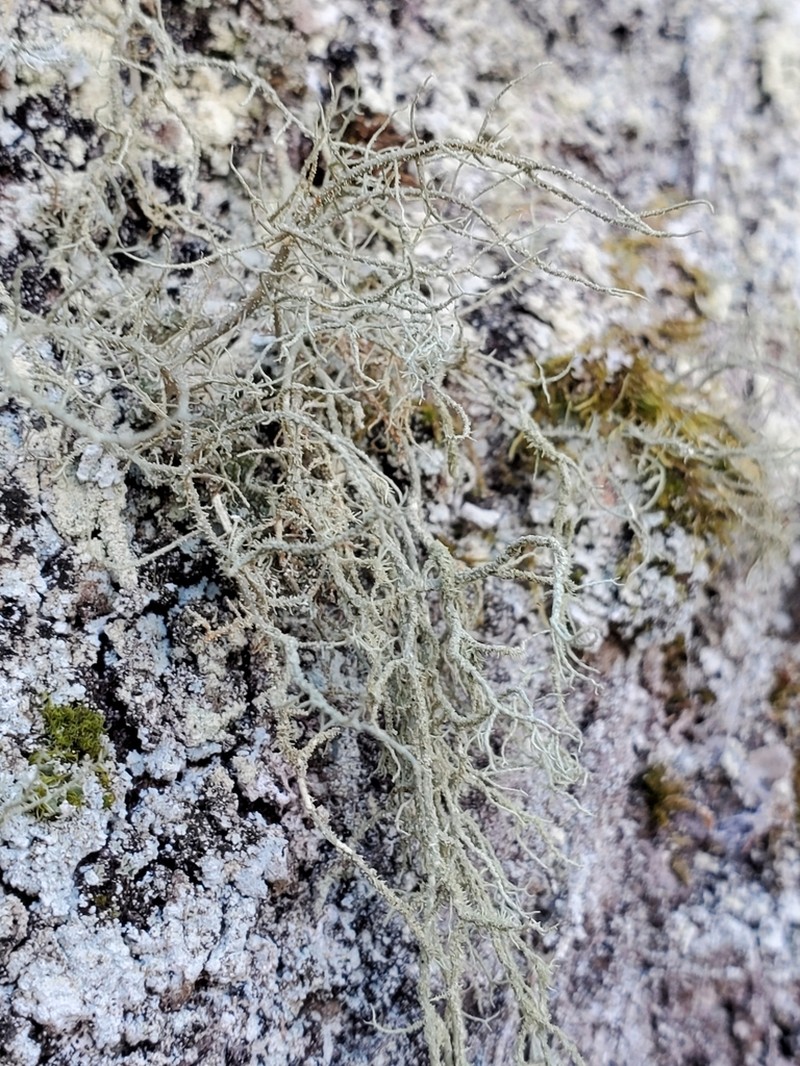 Beard Lichen photo 7