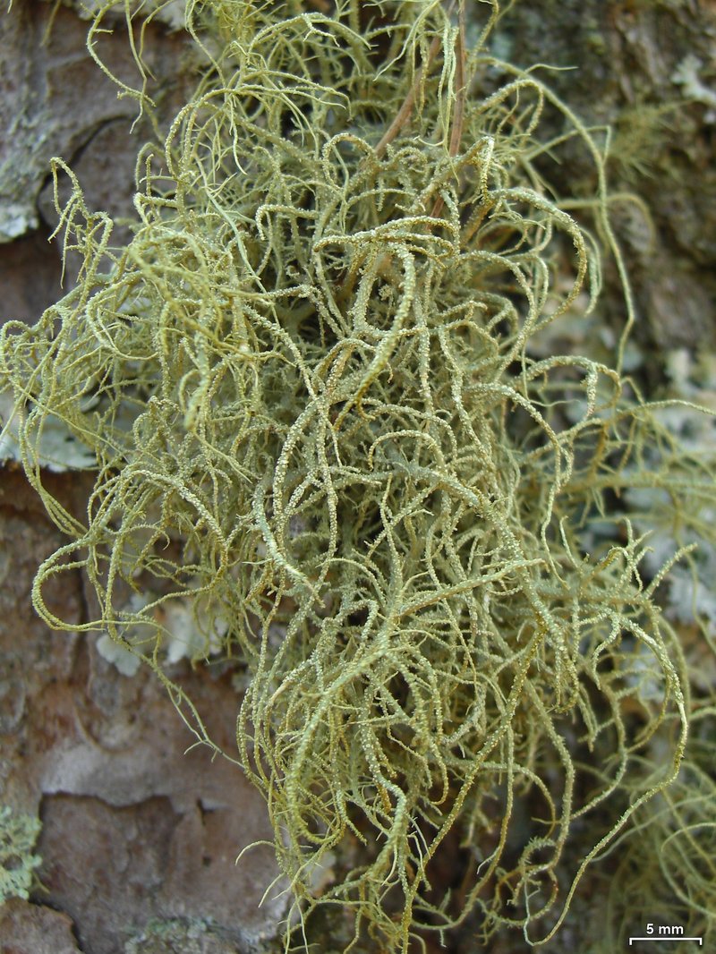 Beard Lichen