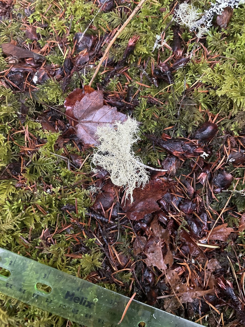 Usnea nidulans photo 2