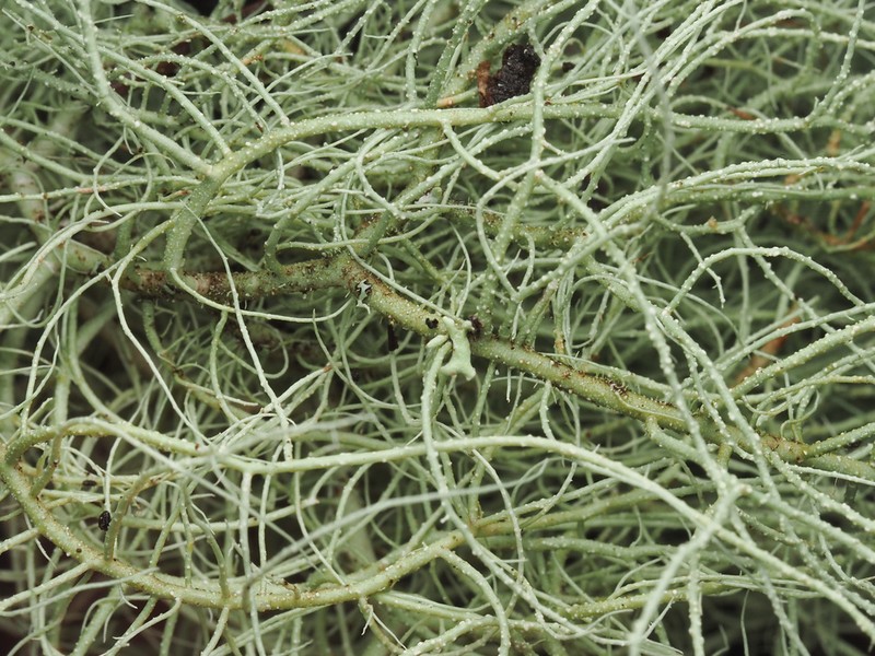 Usnea pacificana