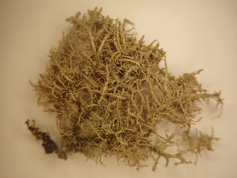 Usnea pacificana photo 2