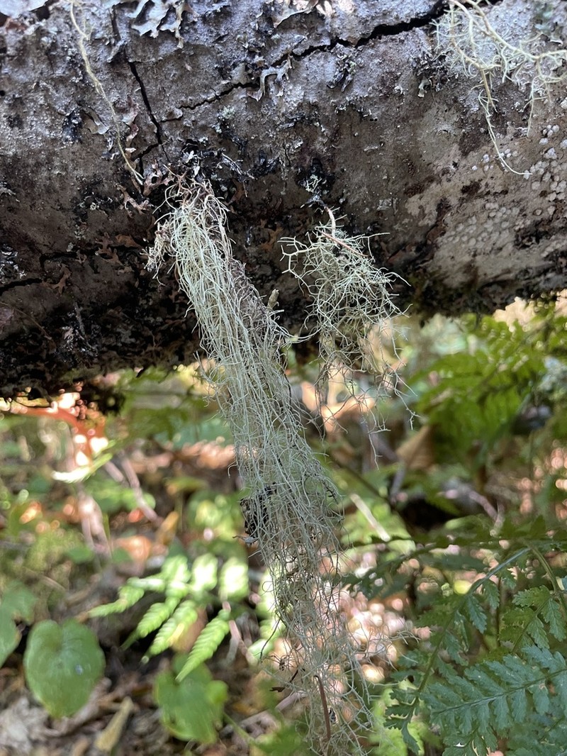 Usnea pacificana photo 4