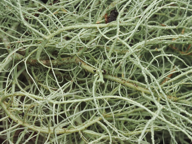 Usnea pacificana photo 5