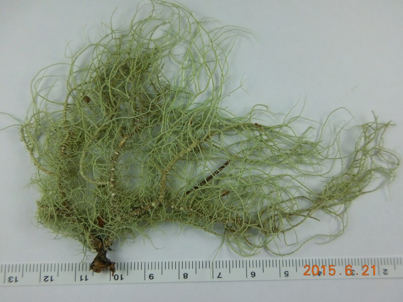 Usnea pacificana photo 6
