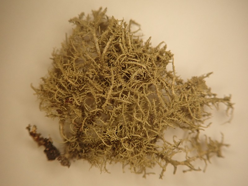 Usnea pacificana photo 7