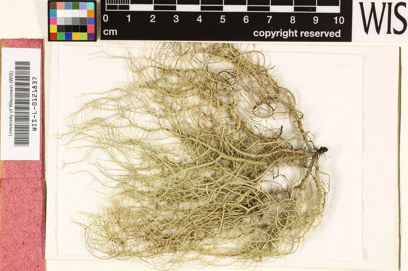 Usnea perplectata