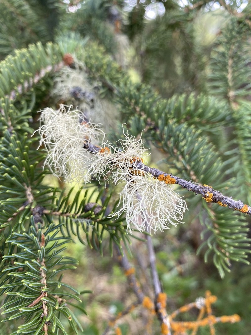Perplexed Beard Lichen