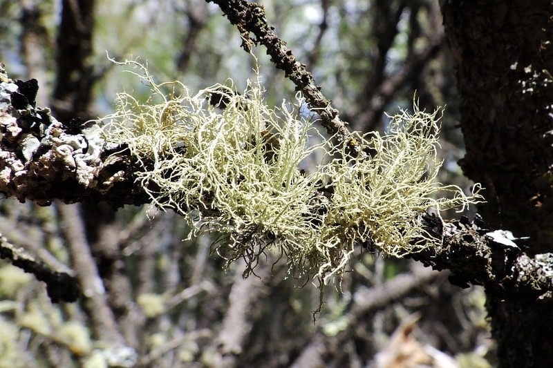 Perplexed Beard Lichen photo 2