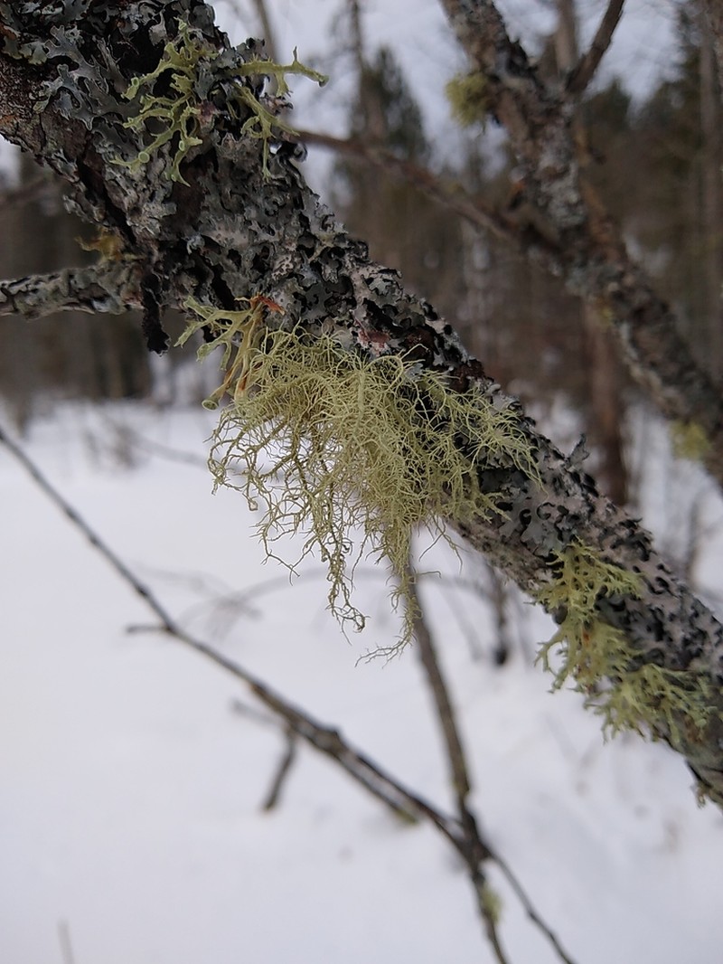 Perplexed Beard Lichen photo 3