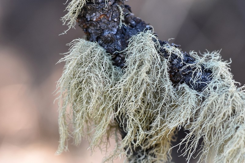 Perplexed Beard Lichen photo 4