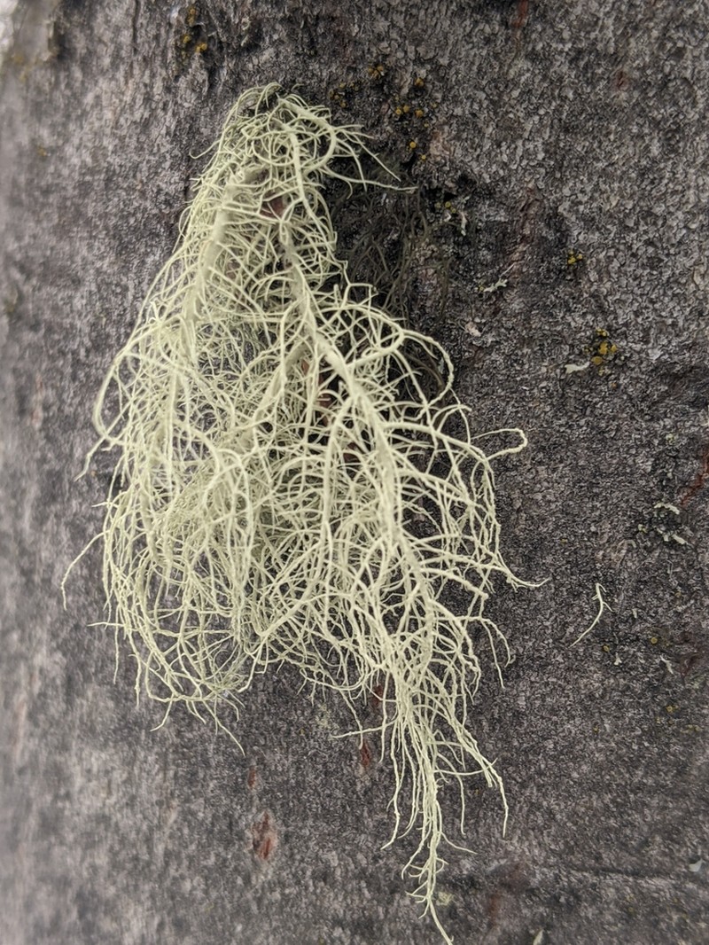 Perplexed Beard Lichen photo 5