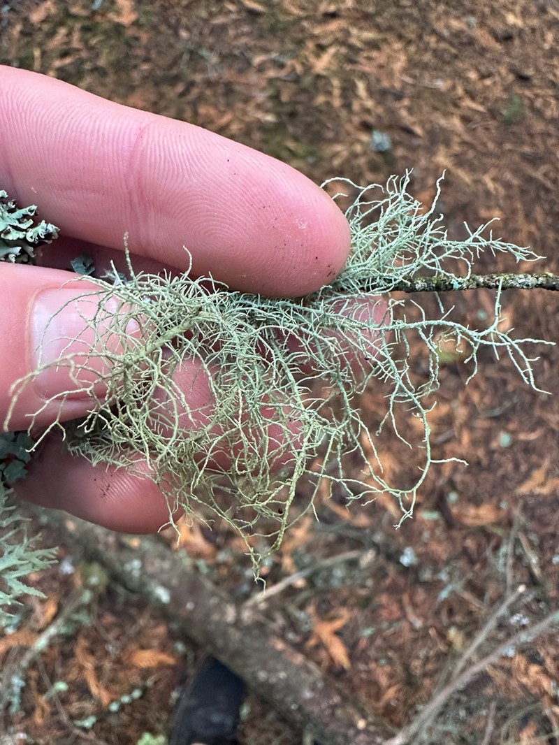 Perplexed Beard Lichen photo 6