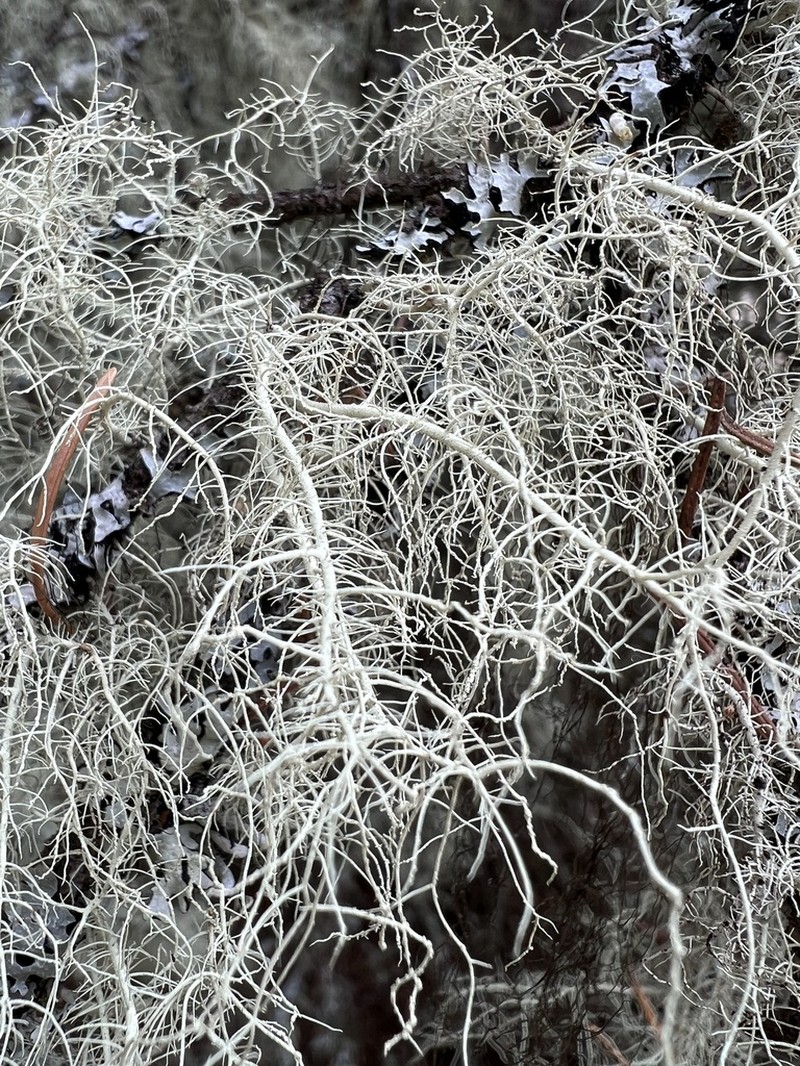 Perplexed Beard Lichen photo 7