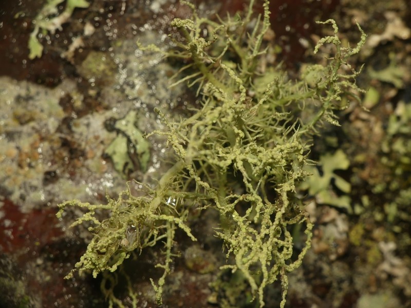 Perplexed Beard Lichen photo 8