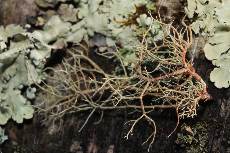 Beard Lichen photo 2