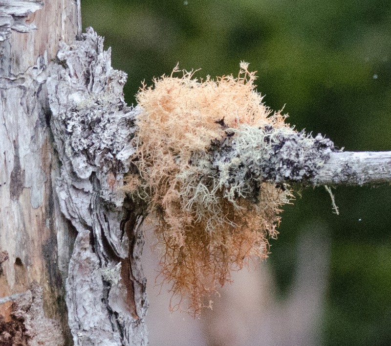 Beard Lichen photo 3