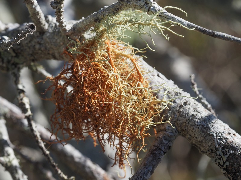 Beard Lichen photo 4
