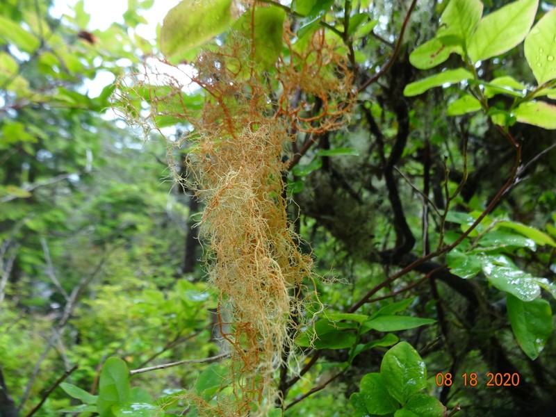 Beard Lichen photo 5