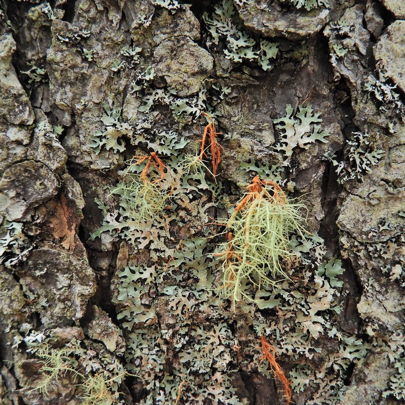 Beard Lichen photo 6