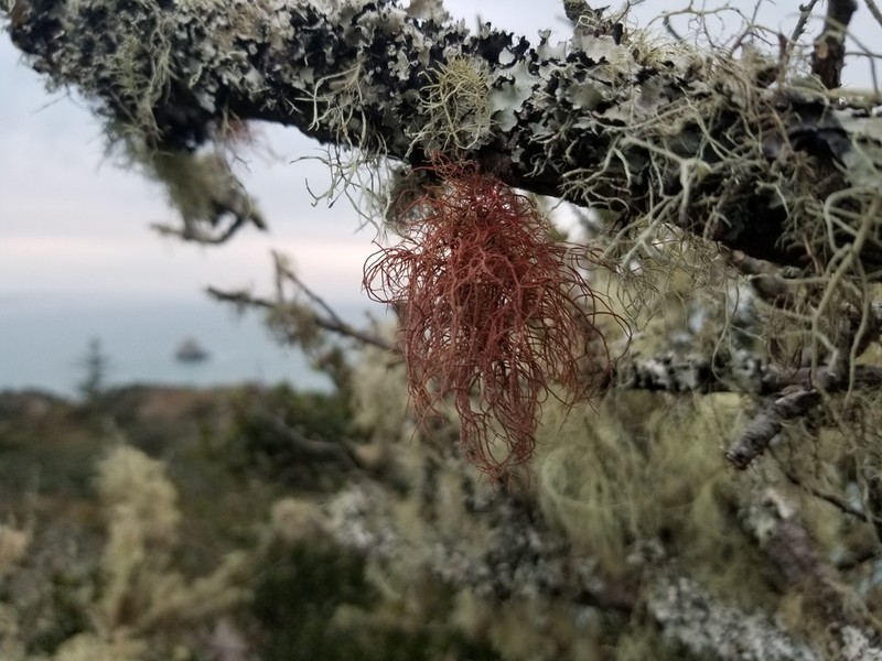 Beard Lichen photo 7