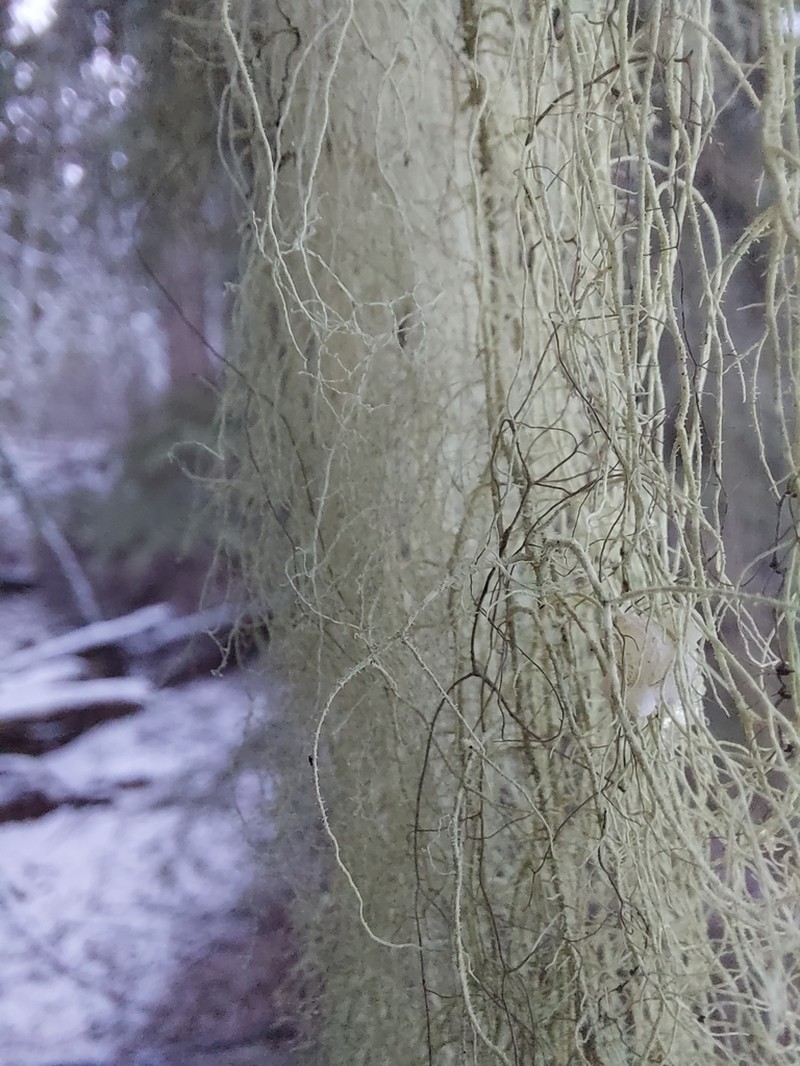 Beard Lichen photo 2