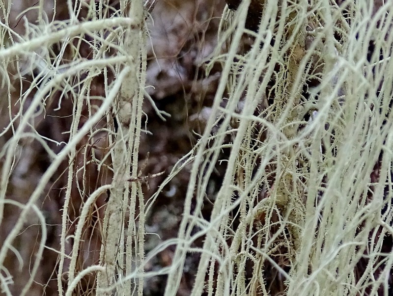 Beard Lichen photo 3