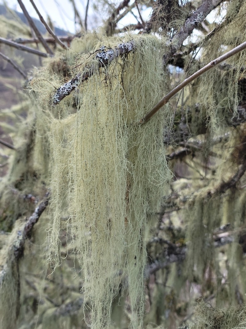Beard Lichen photo 5