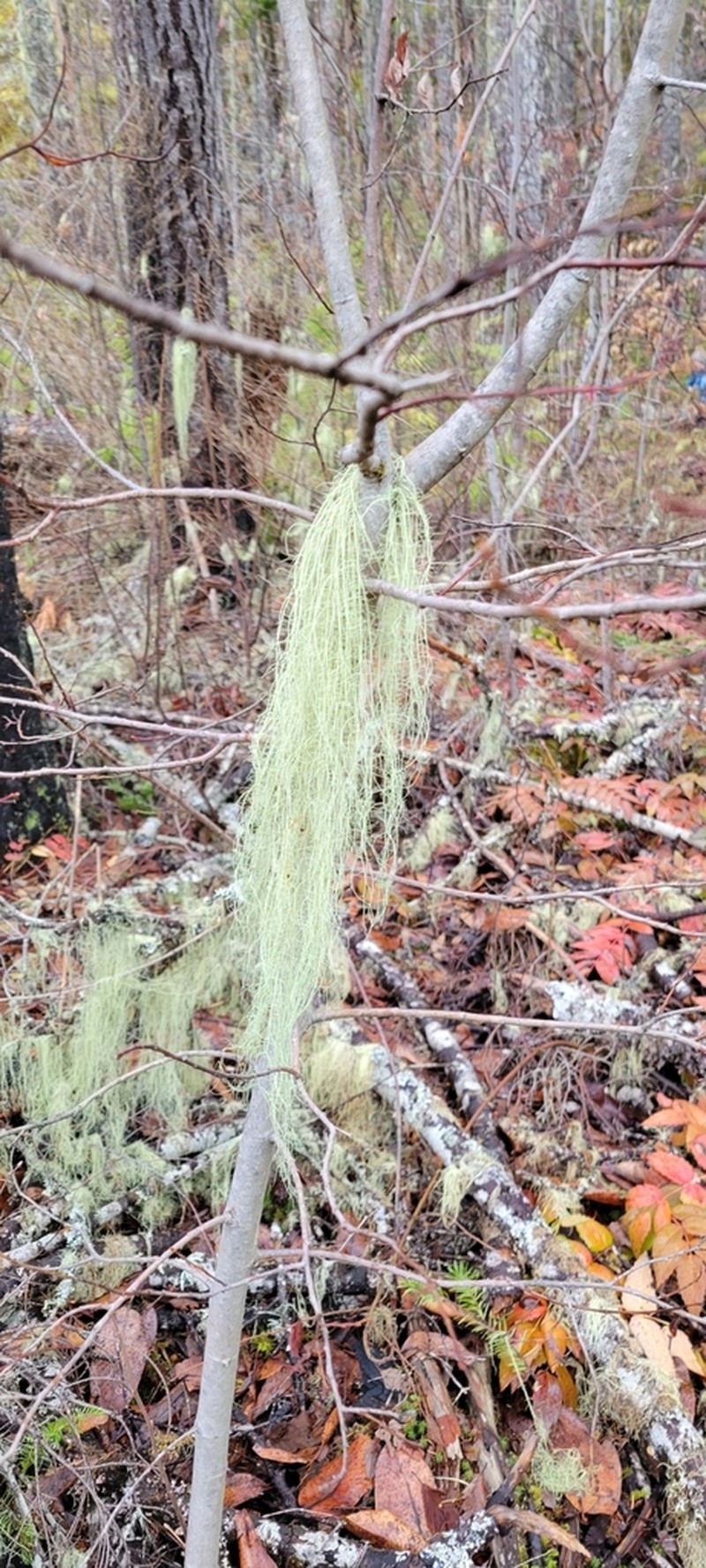 Beard Lichen photo 6